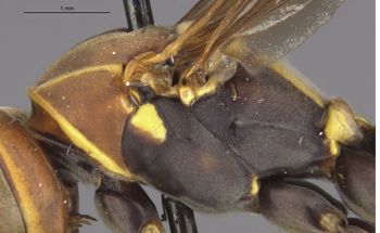 Media type: image;   Entomology 33158 Aspect: thorax lateral